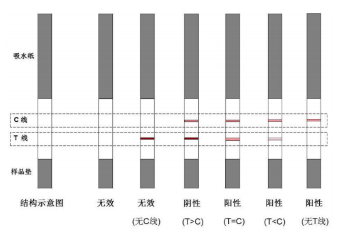 1649231618153498.jpg 黃曲霉素M1檢測(cè)試紙條.jpg